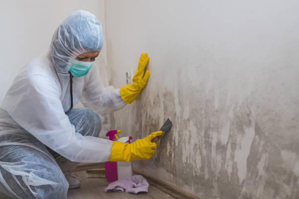 Best Mold Remediation for Healthcare Facilities  in Vandergrift, PA